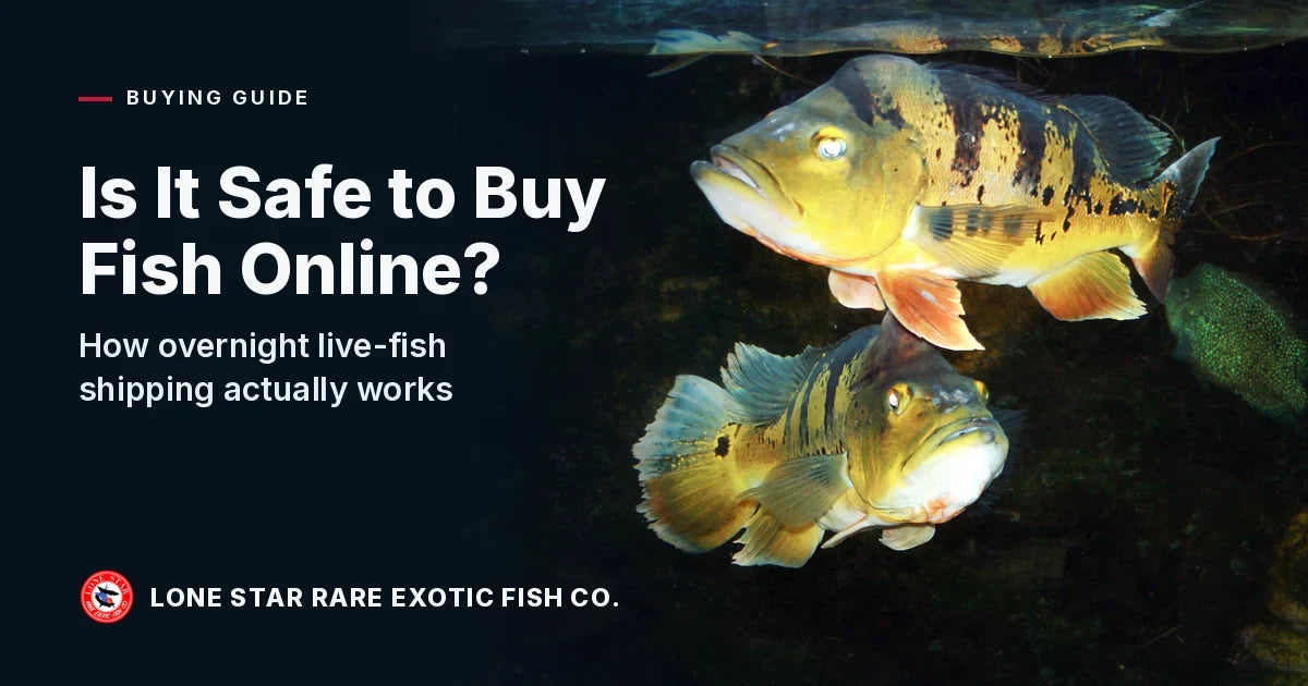 Two barred yellow peacock bass swimming together in a dark aquarium