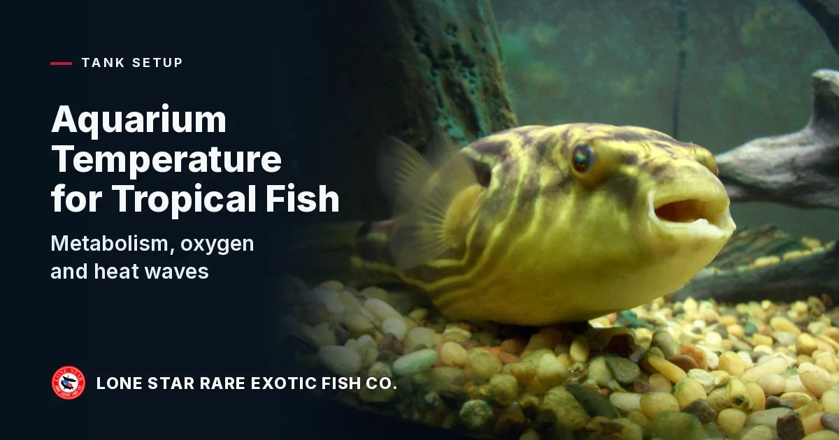 Large yellow-and-olive striped fahaka puffer resting on river pebbles in a home aquarium