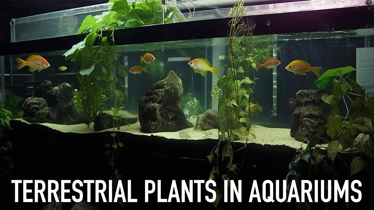 Terrestrial Plants in Aquariums: The Natural Nitrate Removers