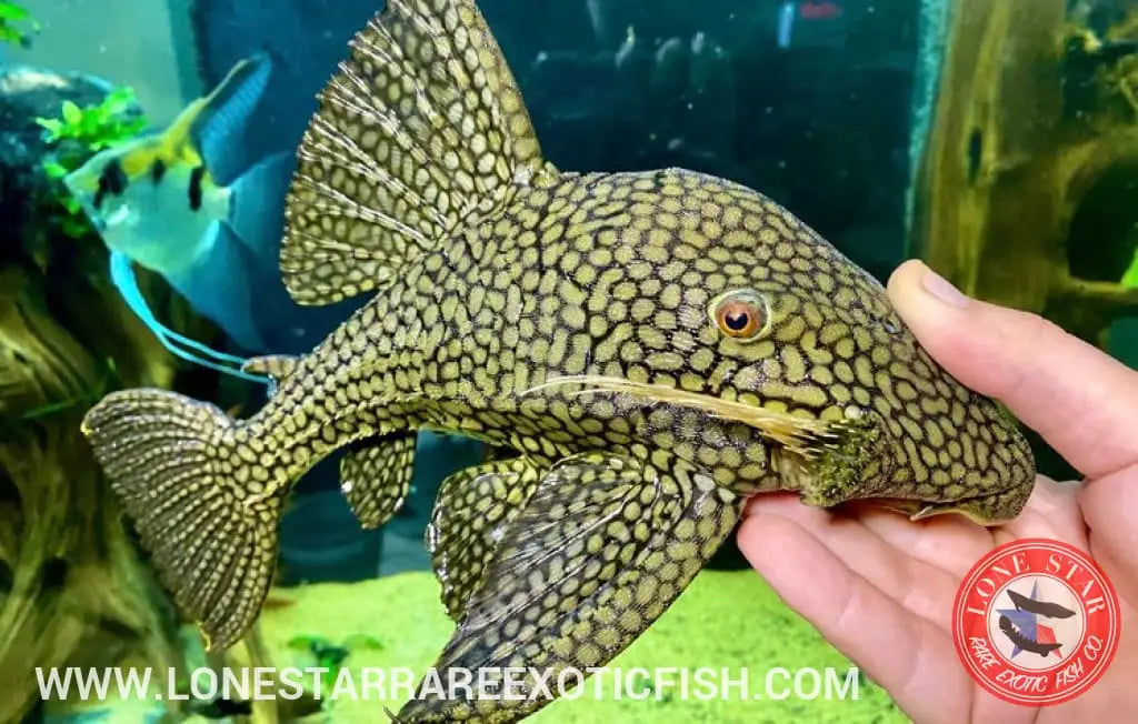 Plecos For Sale Online Lone Star Rare Exotic Fish Co
