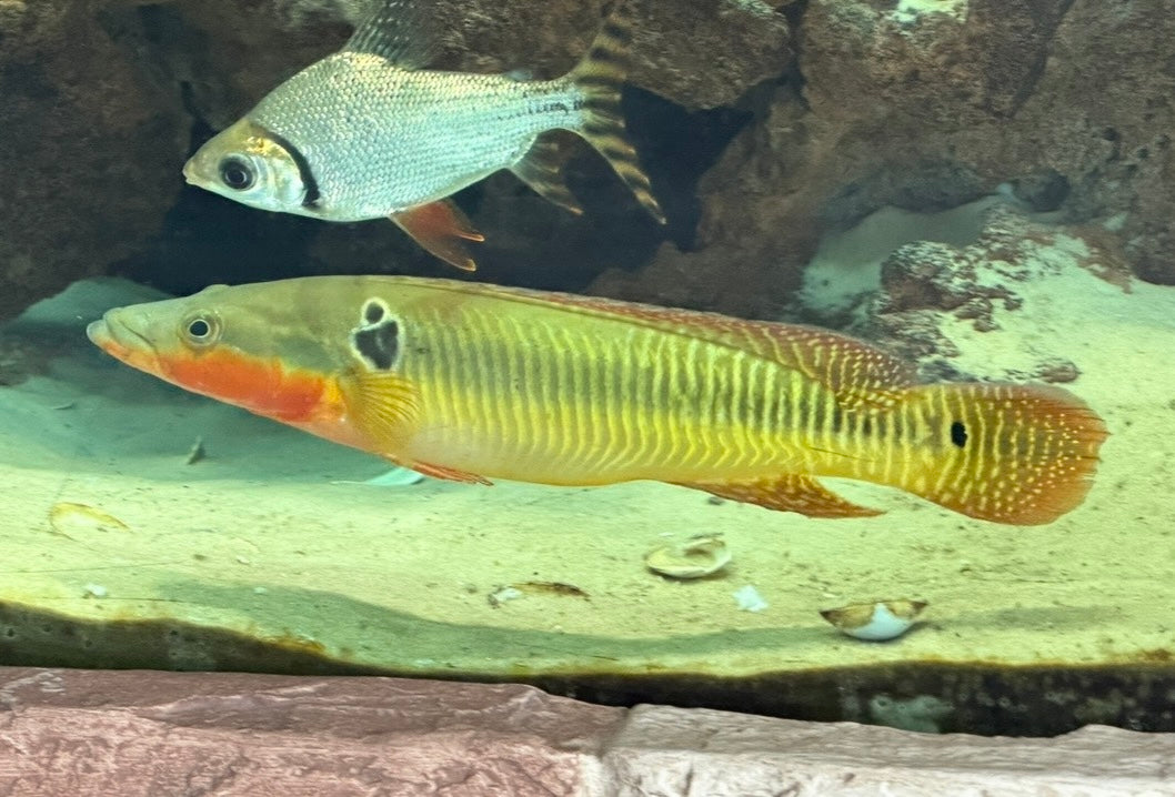 Zebra Pike Cichlid / Crenicichla zebrina