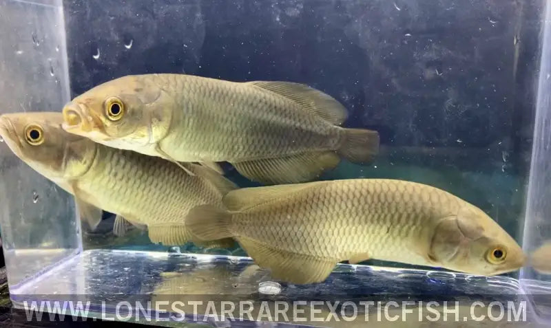 African Arowana / Heterotis Niloticus Live Freshwater Tropical Fish for Sale Online