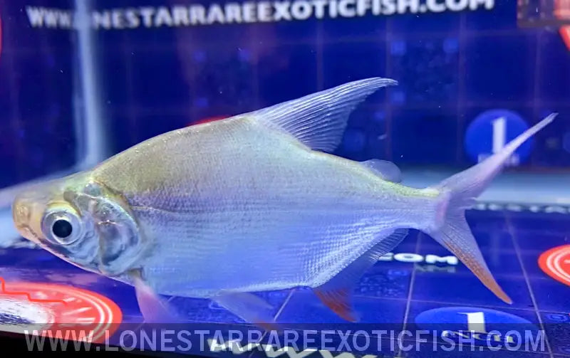 African Moon Fish / Citharinus Latus Live Freshwater Tropical Fish for Sale Online