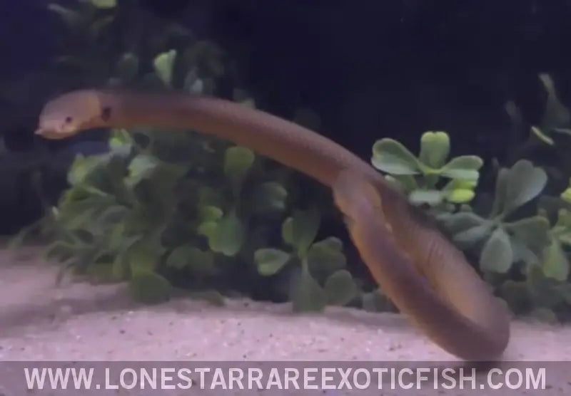 African Ropefish / Erpetoichthys Calabaricus Live Freshwater Tropical Fish for Sale Online