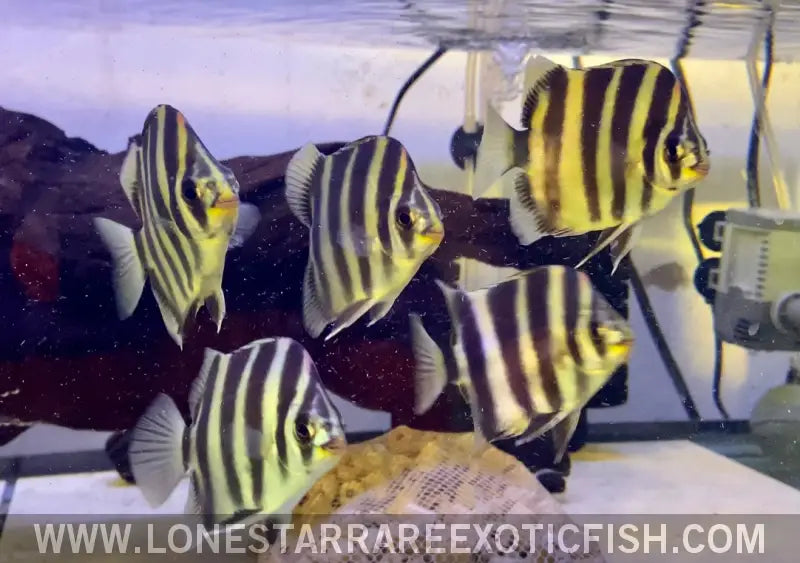 African Tiger Scat / Scatophagus Tetracanthus Live Freshwater Tropical Fish for Sale Online