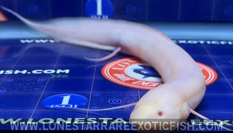 Albino African Lungfish / Protopterus Dolloi Sp. Live Freshwater Tropical Fish for Sale Online