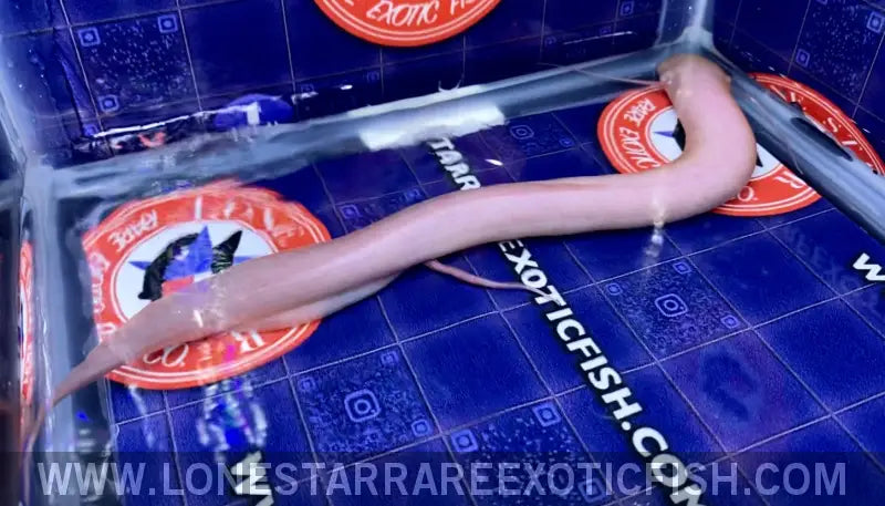 Albino African Lungfish / Protopterus Dolloi Sp. Live Freshwater Tropical Fish for Sale Online