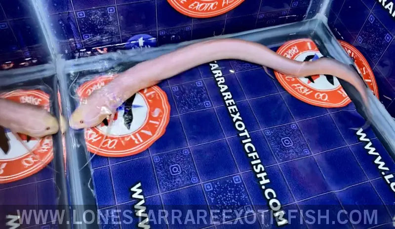 Albino African Lungfish / Protopterus Dolloi Sp. Live Freshwater Tropical Fish for Sale Online