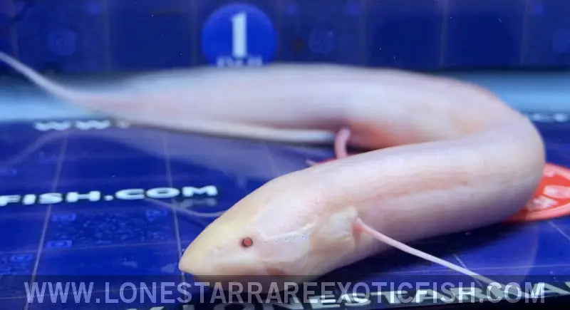 Albino African Lungfish / Protopterus Dolloi Sp. Live Freshwater Tropical Fish for Sale Online