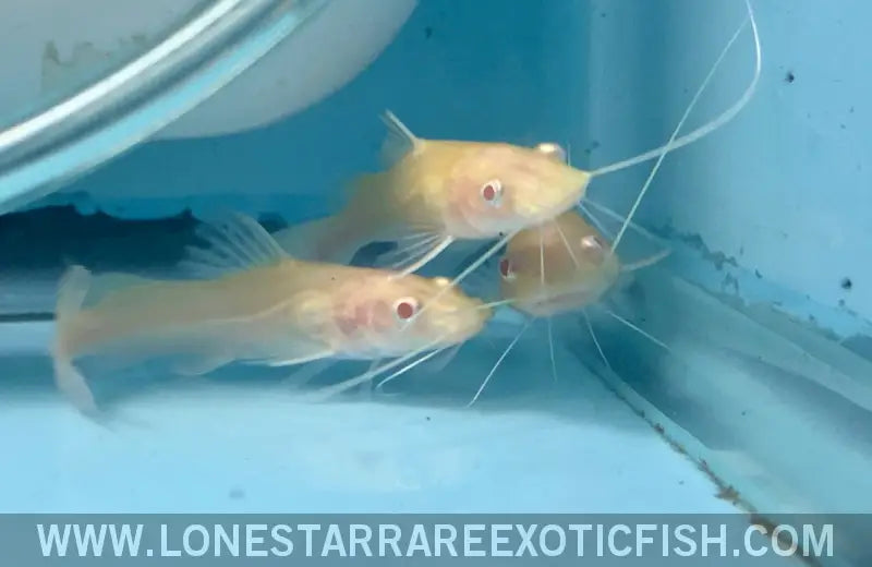 Albino False Asian Redtail Catfish / Hemibagrus Nemurus Sp. Albino Live Freshwater Tropical Fish for Sale Online
