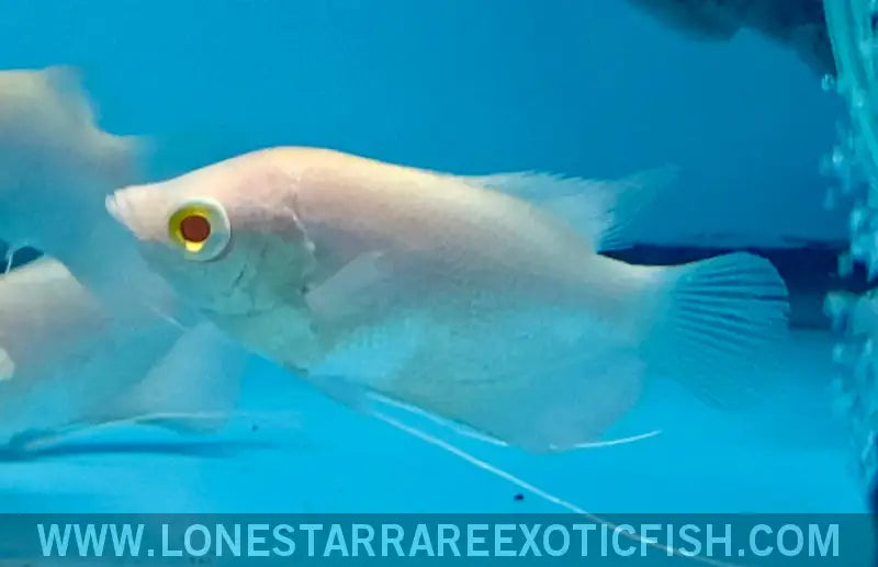 Albino Giant Gourami / Osphronemus Goramy Live Freshwater Tropical Fish for Sale Online