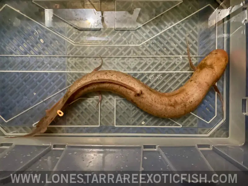 Albino African Lungfish Wysiwyg Live Freshwater Tropical Fish for Sale Online