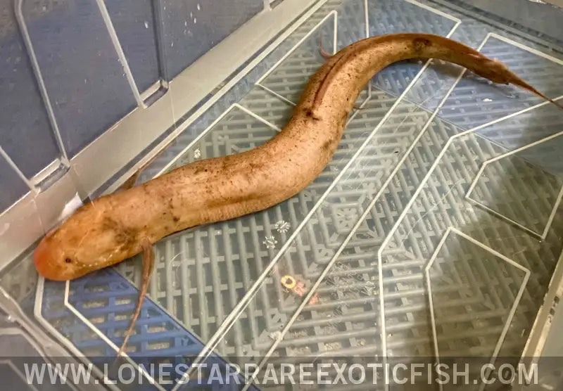 Albino African Lungfish Wysiwyg Live Freshwater Tropical Fish for Sale Online