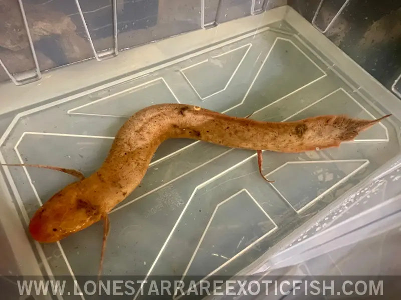 Albino African Lungfish Wysiwyg Live Freshwater Tropical Fish for Sale Online