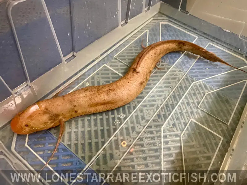 Albino African Lungfish Wysiwyg Live Freshwater Tropical Fish for Sale Online