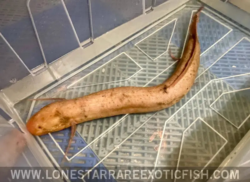 Albino African Lungfish Wysiwyg Live Freshwater Tropical Fish for Sale Online