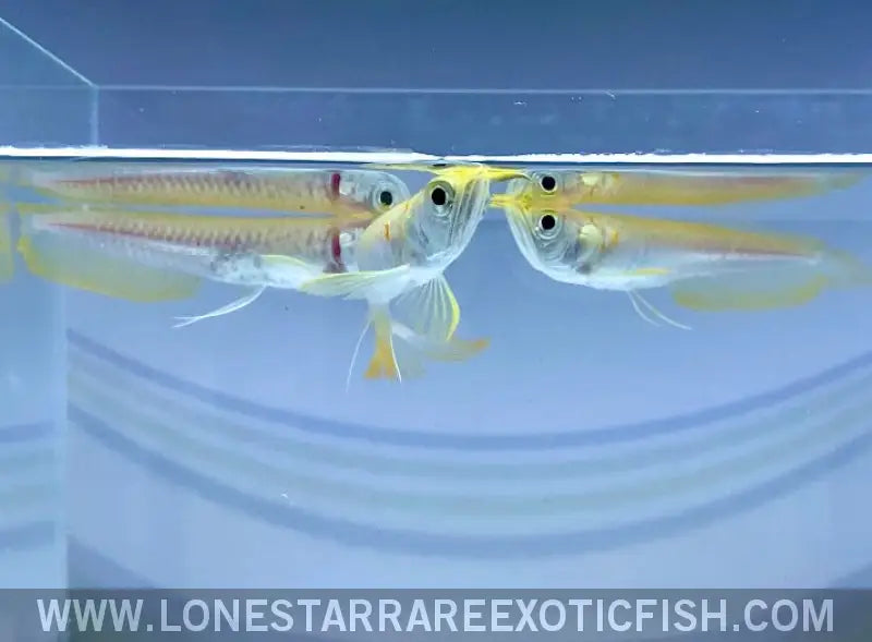 Albino Silver Arowana / Osteoglossum Bicirrhosum Live Freshwater Tropical Fish for Sale Online
