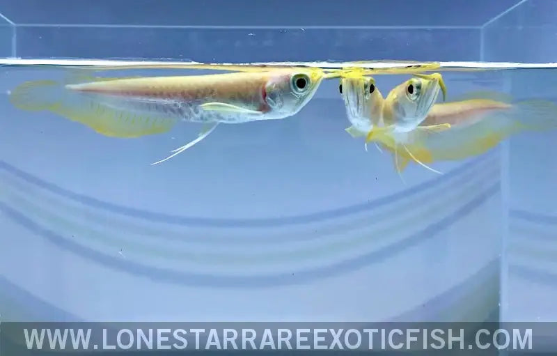 Albino Silver Arowana / Osteoglossum Bicirrhosum Live Freshwater Tropical Fish for Sale Online