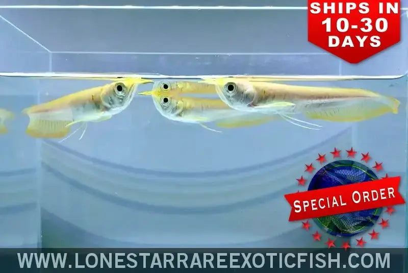 Albino Silver Arowana / Osteoglossum Bicirrhosum (special Order) Live Freshwater Tropical Fish for Sale Online