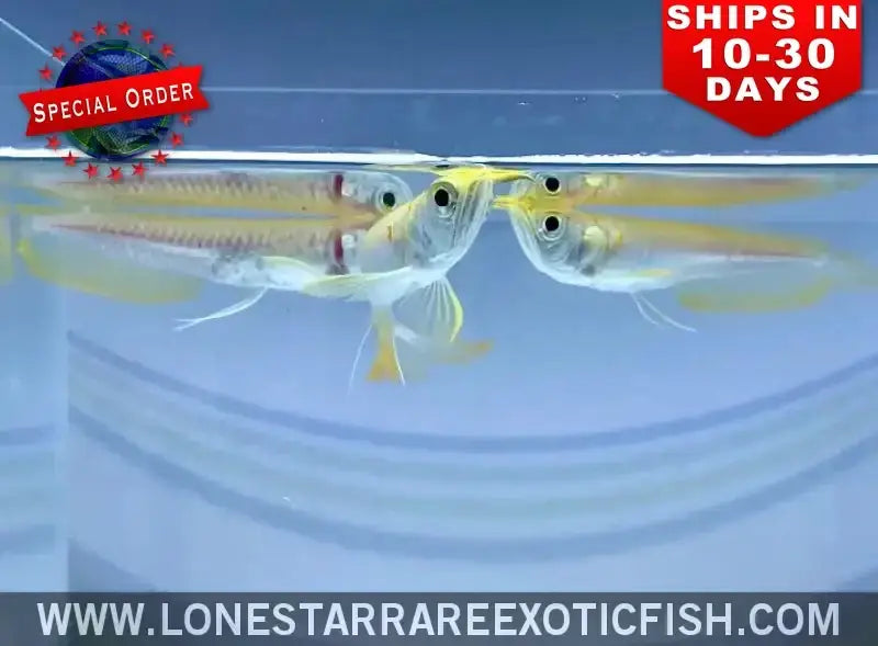 Albino Silver Arowana / Osteoglossum Bicirrhosum (special Order) Live Freshwater Tropical Fish for Sale Online