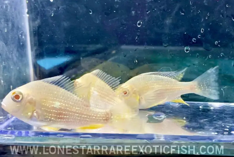 Albino Threadfin Acara Cichlid / Acarichthys Heckelii Live Freshwater Tropical Fish for Sale Online