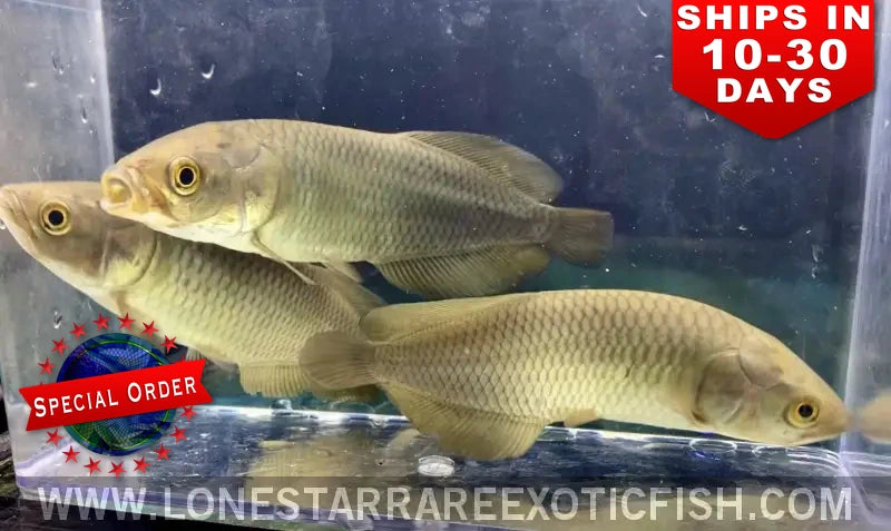African Arowana / Heterotis niloticus (Special Order)