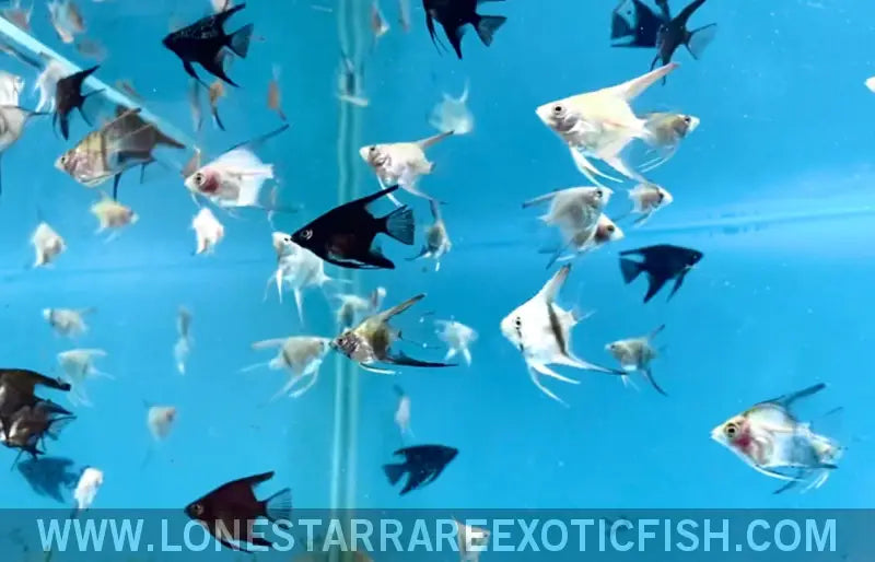 Assorted Blue Angelfish - Group of 5 Live Freshwater Tropical Fish for Sale Online