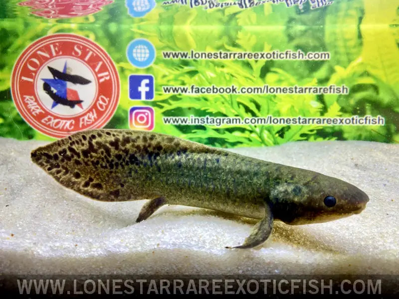 Australian Lungfish / Neoceratodus Forsteri Live Freshwater Tropical Fish for Sale Online