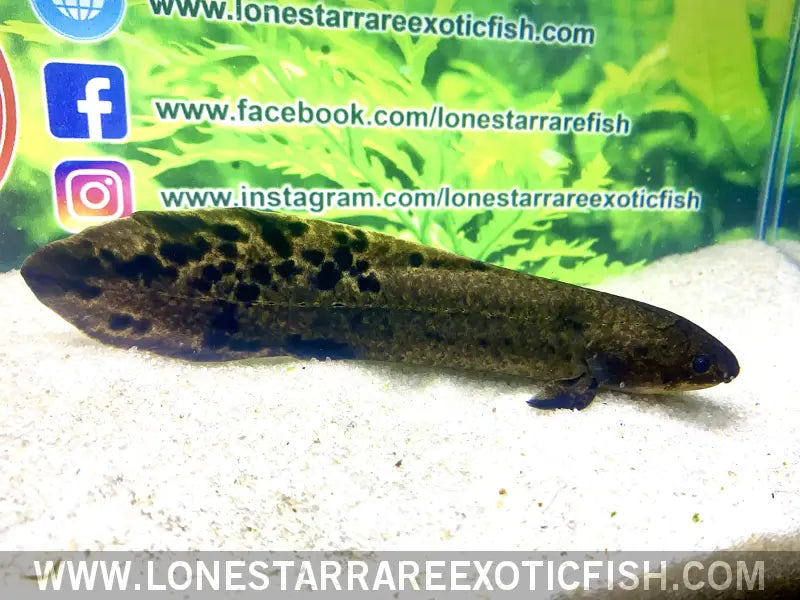 Australian Lungfish / Neoceratodus Forsteri Live Freshwater Tropical Fish for Sale Online