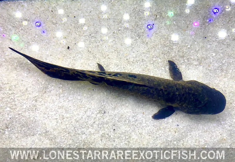 Australian Lungfish / Neoceratodus Forsteri Live Freshwater Tropical Fish for Sale Online