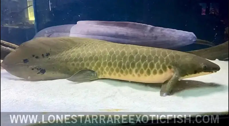 Australian Lungfish / Neoceratodus Forsteri Live Freshwater Tropical Fish for Sale Online