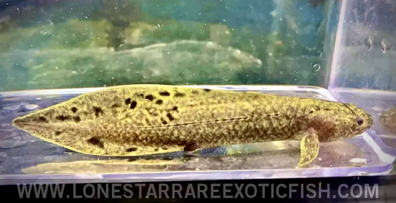 Australian Lungfish / Neoceratodus Forsteri Live Freshwater Tropical Fish for Sale Online