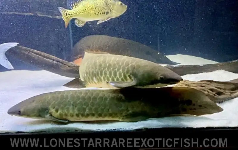 Australian Lungfish / Neoceratodus Forsteri Live Freshwater Tropical Fish for Sale Online