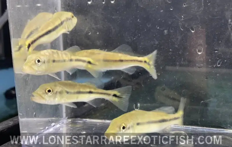 Azul Peacock Bass / Cichla Piquiti Live Freshwater Tropical Fish for Sale Online