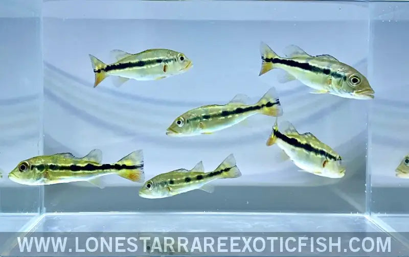Azul Peacock Bass / Cichla Piquiti Live Freshwater Tropical Fish for Sale Online