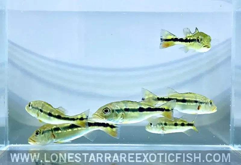 Azul Peacock Bass / Cichla Piquiti Live Freshwater Tropical Fish for Sale Online