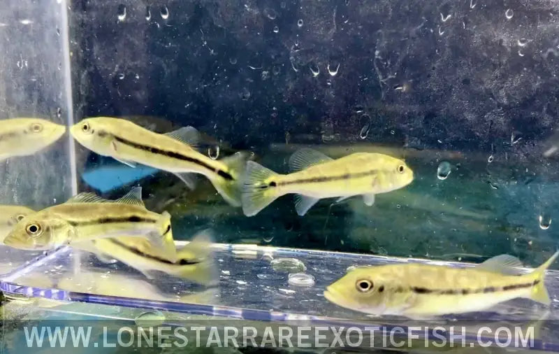 Azul Peacock Bass / Cichla Piquiti Live Freshwater Tropical Fish for Sale Online