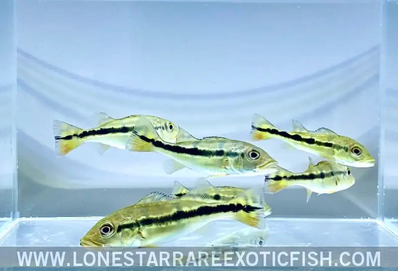 Azul Peacock Bass / Cichla Piquiti Live Freshwater Tropical Fish for Sale Online