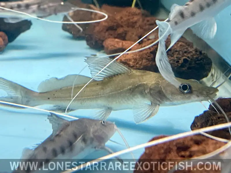 Bagrus Catfish Live Freshwater Tropical Fish for Sale Online