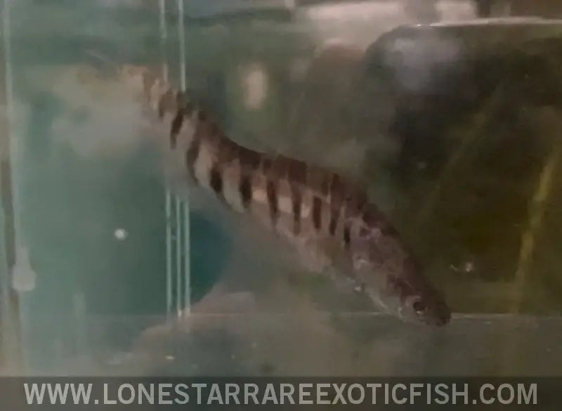 (bent Back) Clown Knifefish / Chitala Ornata - Wysiwyg Live Freshwater Tropical Fish for Sale Online