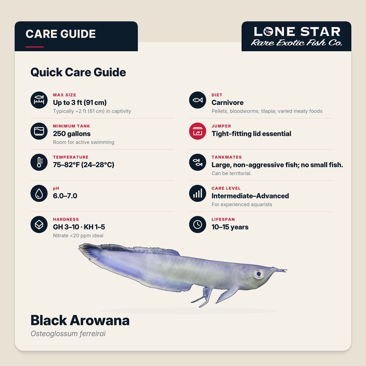 Black arowana quick care guide