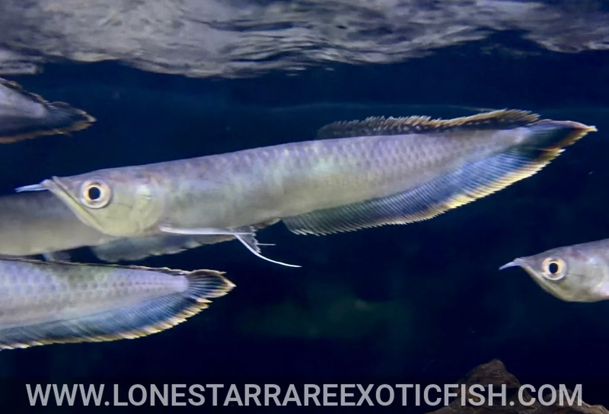 Black Arowana / Osteoglossum ferreirai