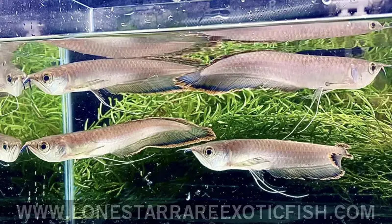 Black Arowana / Osteoglossum Ferreirai Live Freshwater Tropical Fish for Sale Online