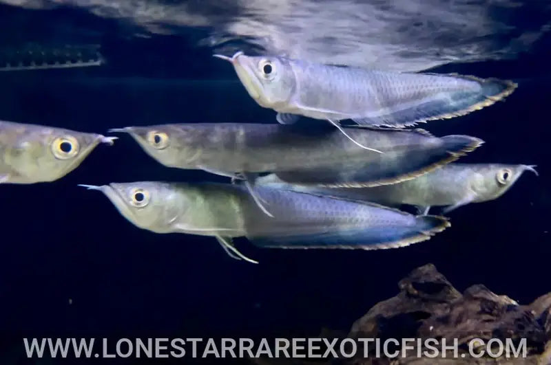 Group of black arowanas (Osteoglossum ferreirai) with chin barbels swimming near the water surface