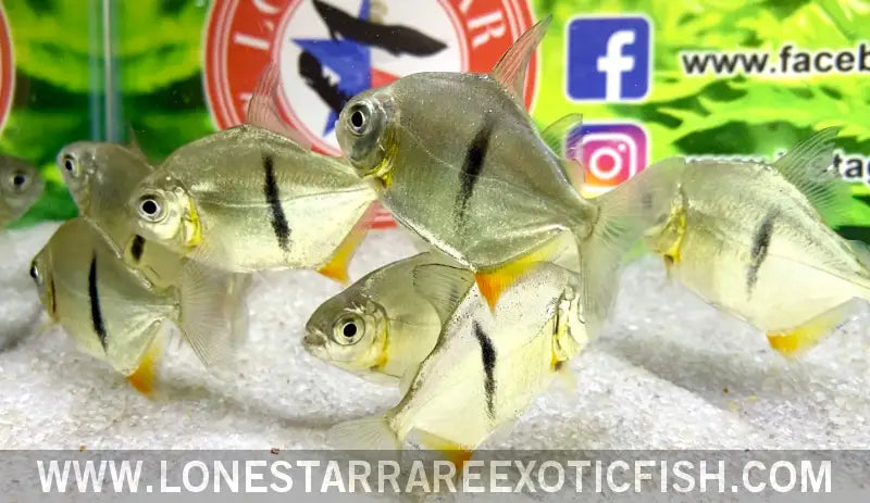 Black Barred Silver Dollar / Myloplus Schomburgkii Live Freshwater Tropical Fish for Sale Online