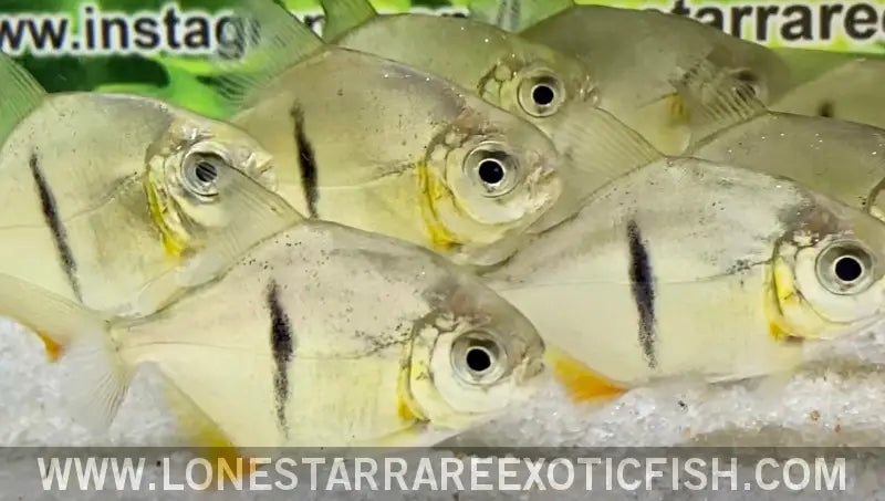 Black Barred Silver Dollar / Myloplus Schomburgkii Live Freshwater Tropical Fish for Sale Online