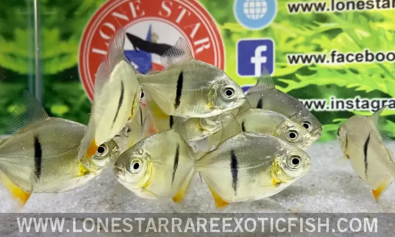 Black Barred Silver Dollar / Myloplus Schomburgkii Live Freshwater Tropical Fish for Sale Online