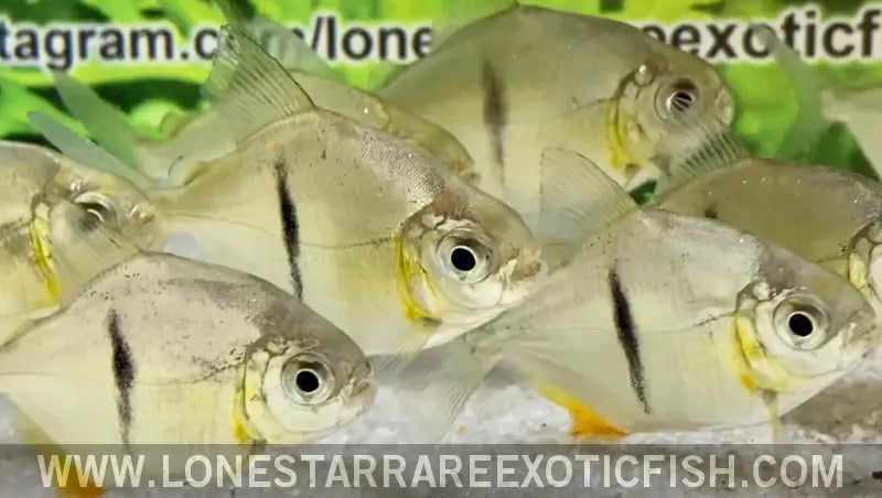 Black Barred Silver Dollar / Myloplus Schomburgkii Live Freshwater Tropical Fish for Sale Online