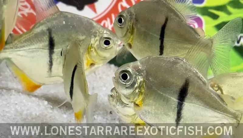 Black Barred Silver Dollar / Myloplus Schomburgkii Live Freshwater Tropical Fish for Sale Online