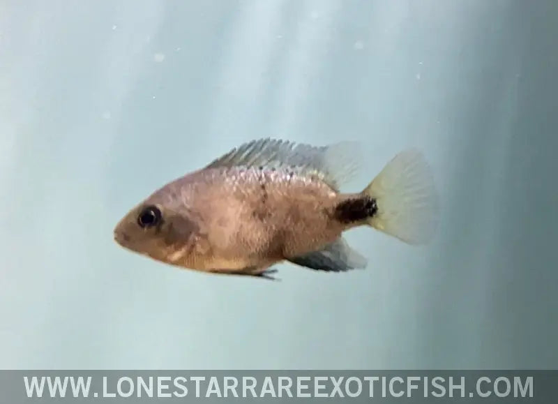 Black Belt Cichlid / Vieja Maculicauda Live Freshwater Tropical Fish for Sale Online